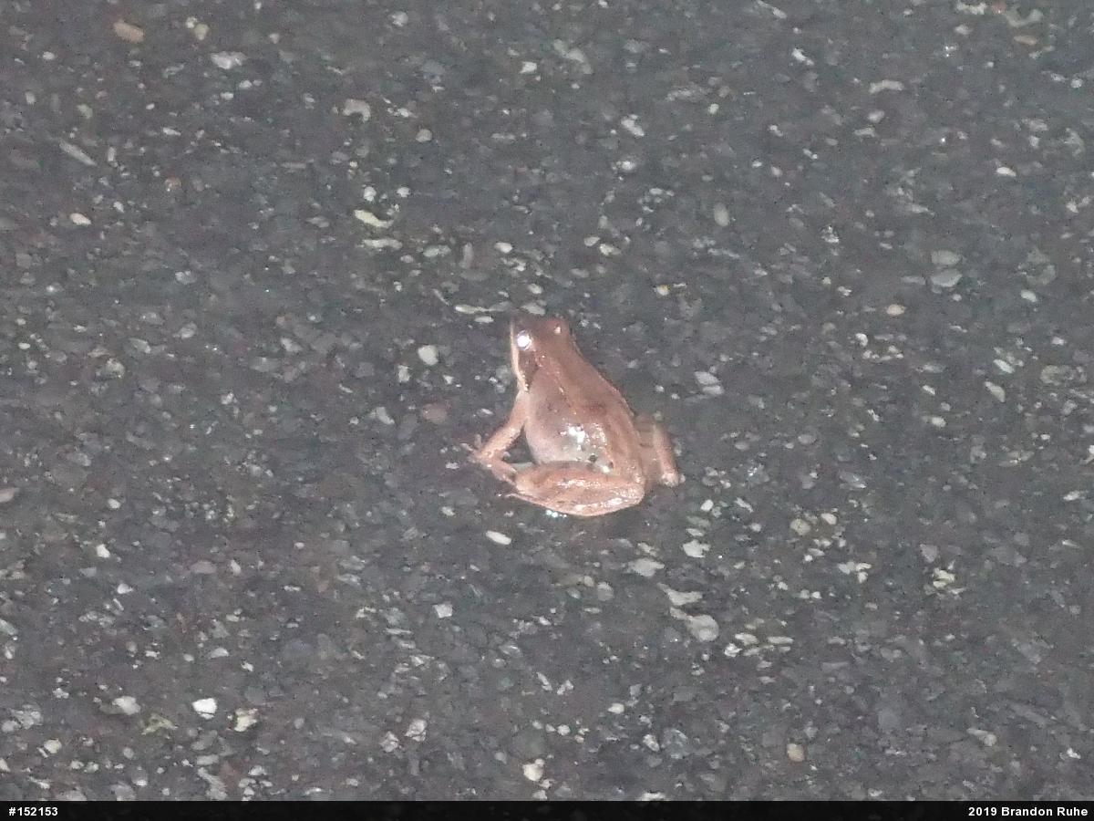 Wood Frog