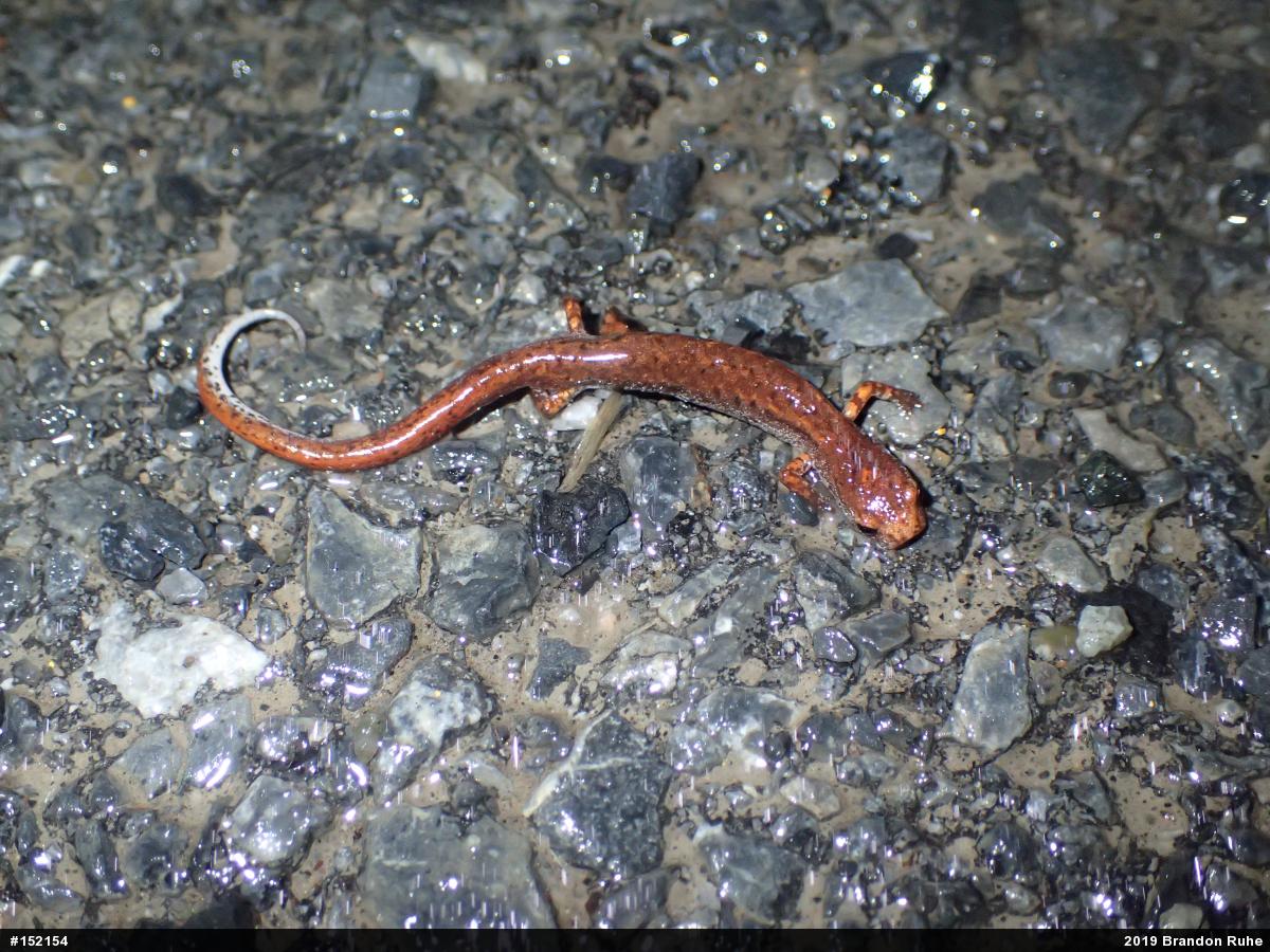 Four-toed Salamander