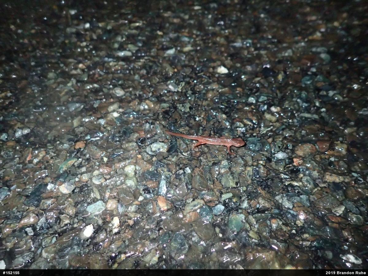 Red-spotted Newt