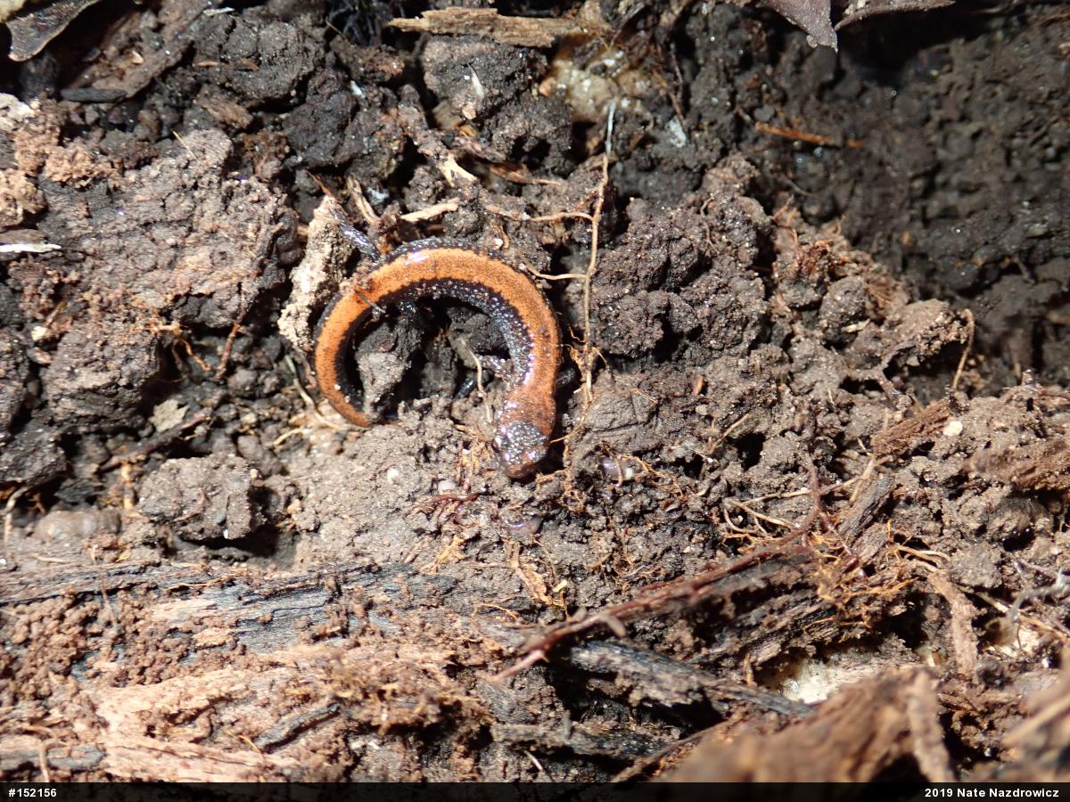 Eastern Red-backed  Salamander