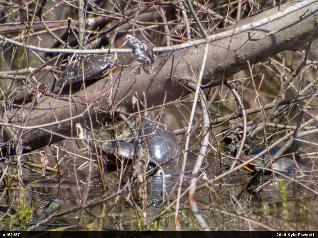 Painted Turtle