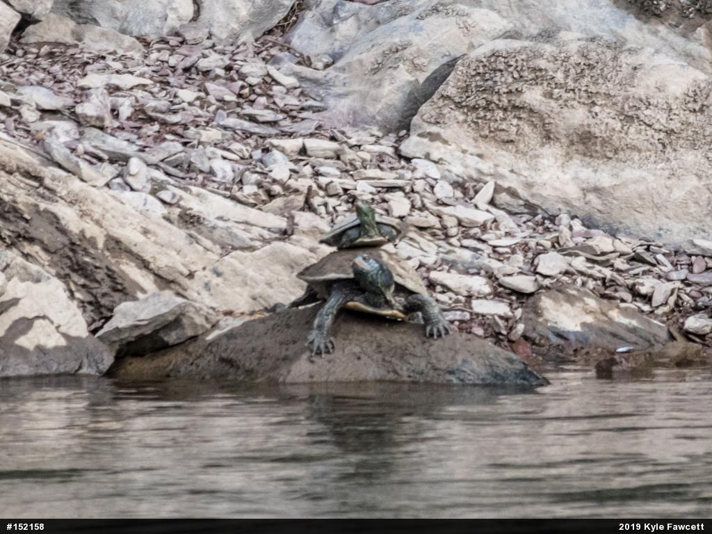 Northern Map Turtle