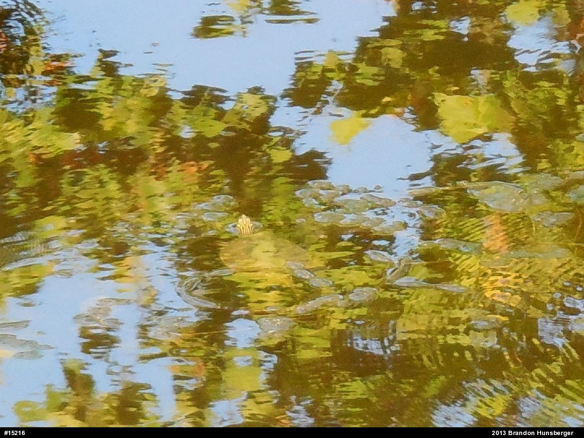 Northern Map Turtle