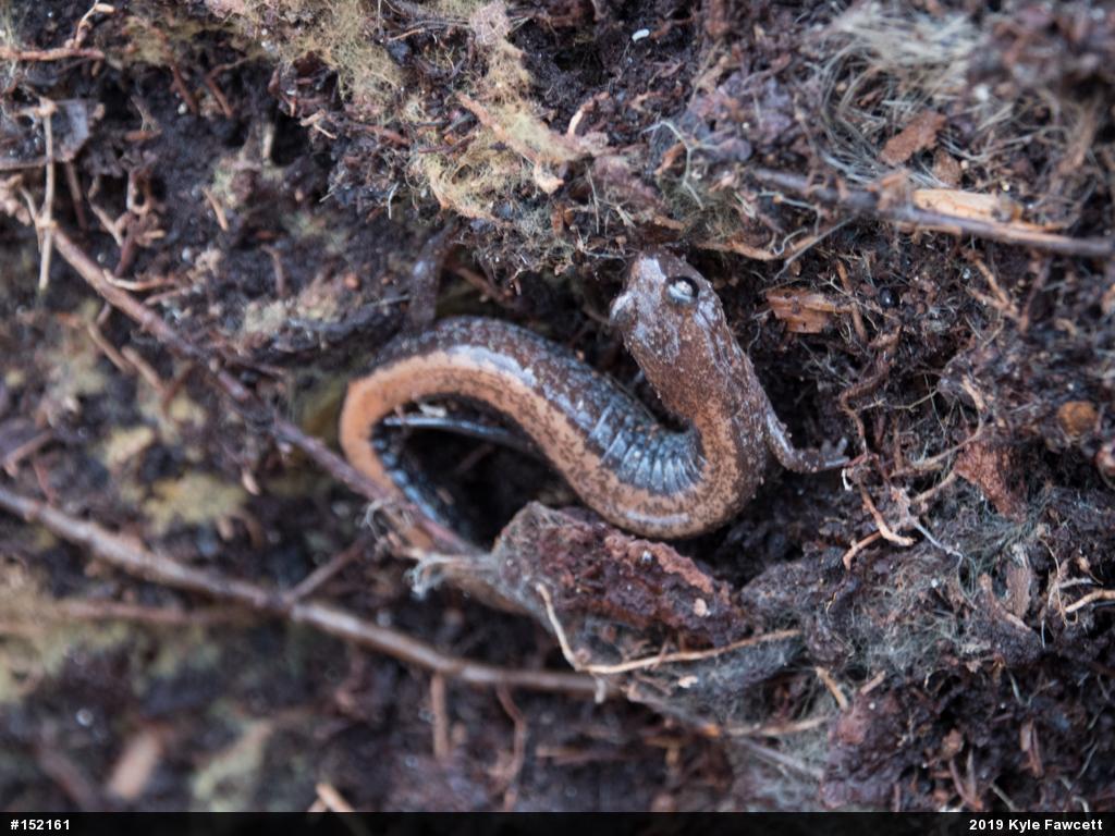 Eastern Red-backed  Salamander