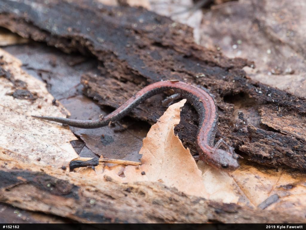 Eastern Red-backed  Salamander