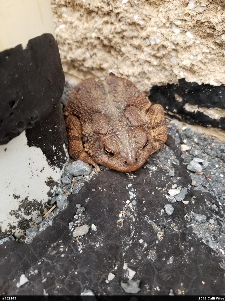 Eastern American Toad