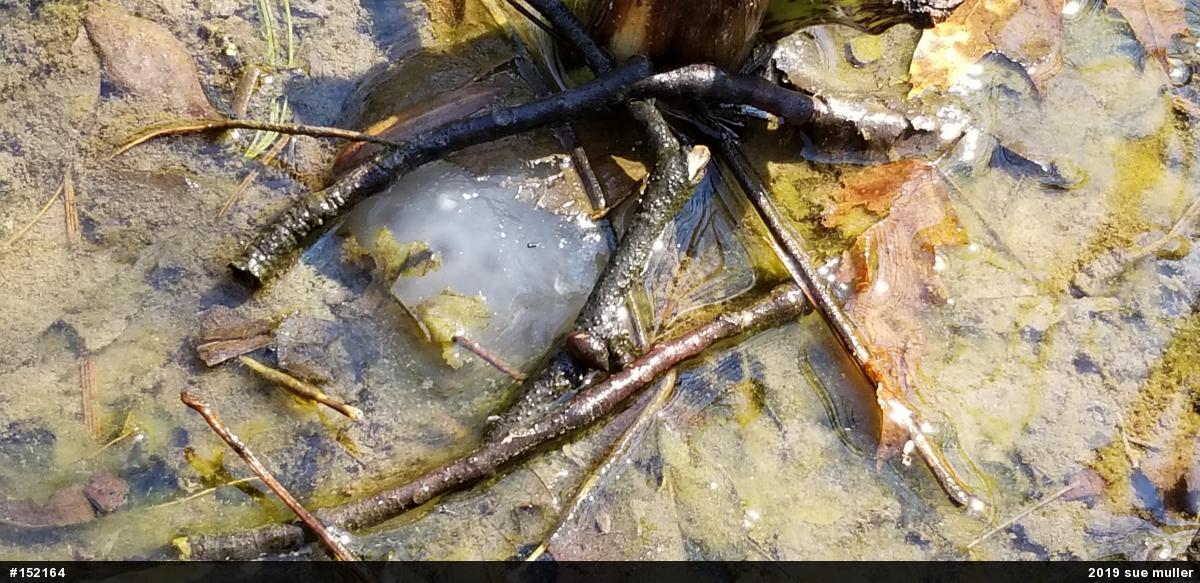 Spotted Salamander