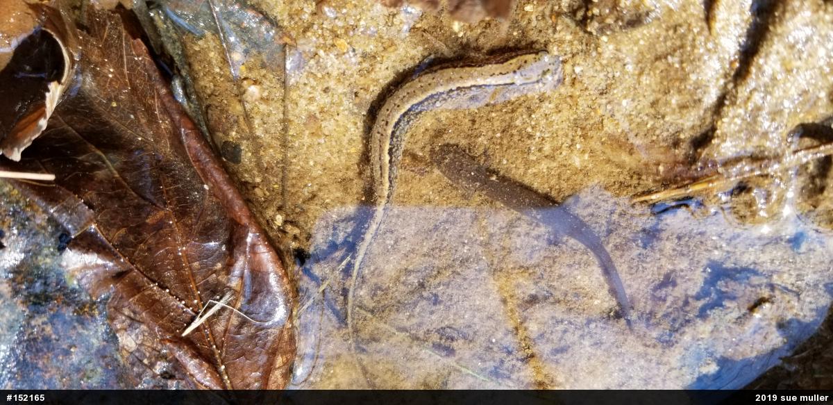 Northern Two-lined Salamander