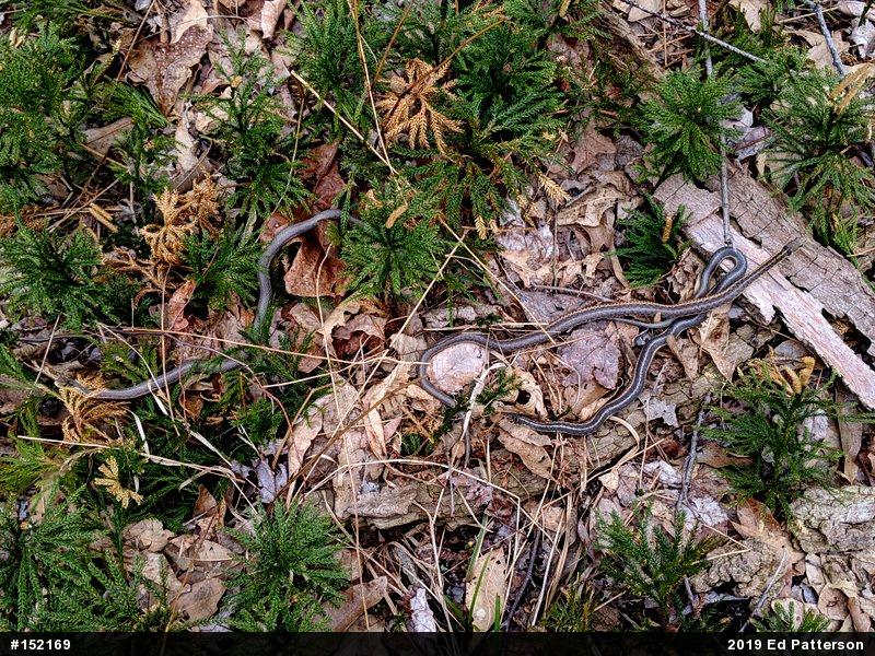 Eastern Gartersnake