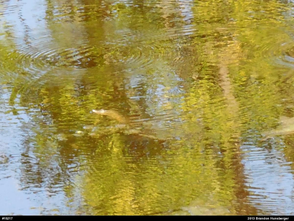 Eastern Spiny Softshell