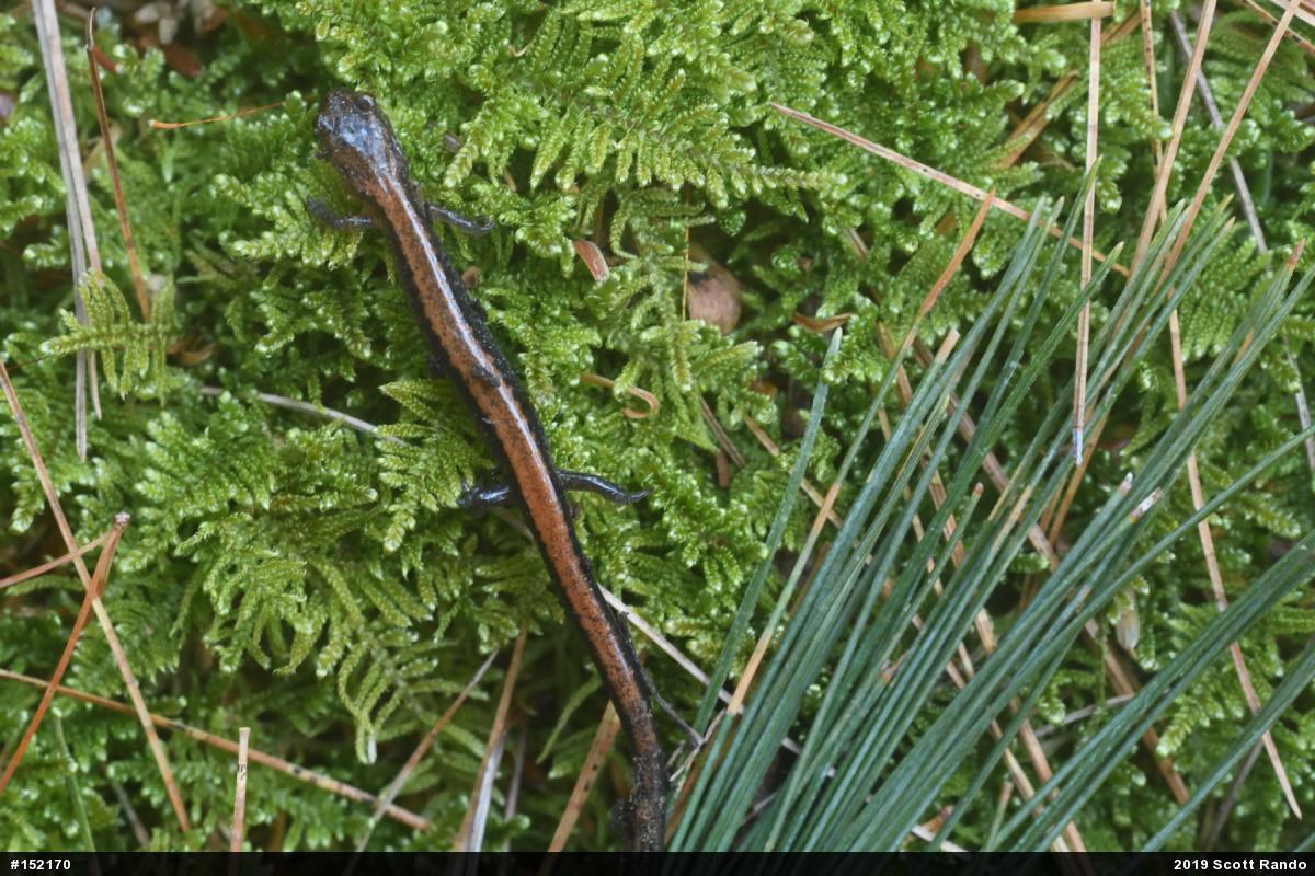 Eastern Red-backed  Salamander