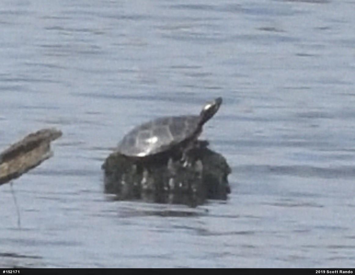 Painted Turtle