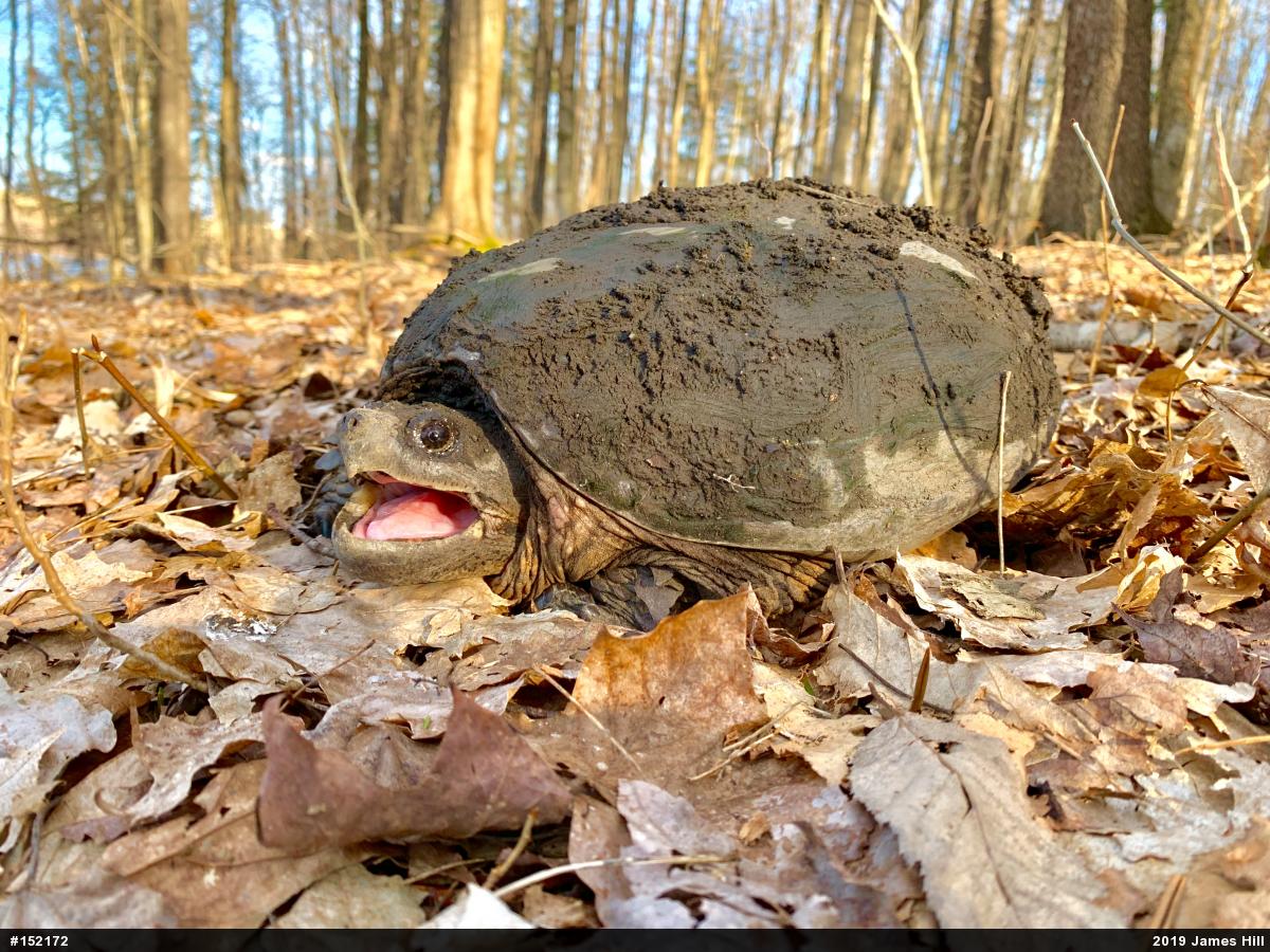 Snapping Turtle
