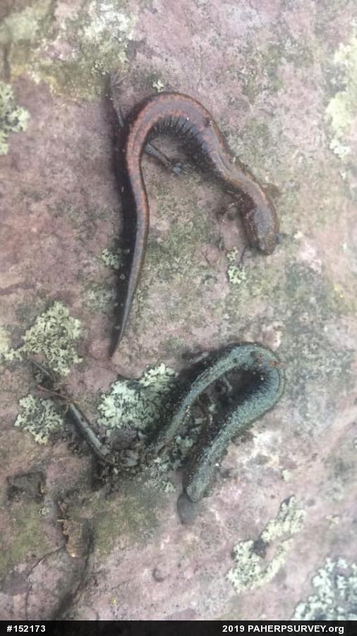 Eastern Red-backed  Salamander