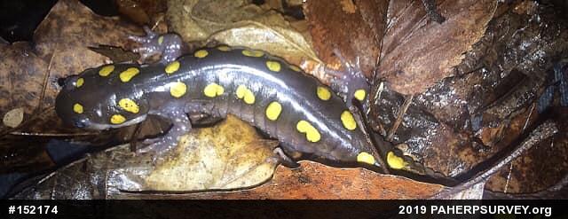 Spotted Salamander