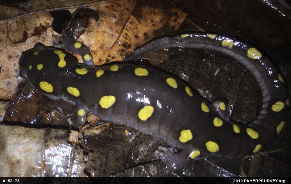Spotted Salamander