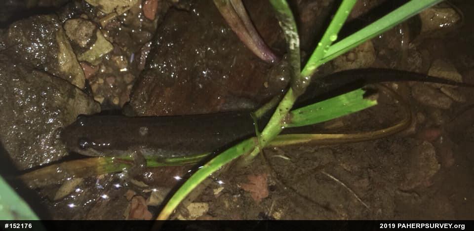 Northern Dusky Salamander