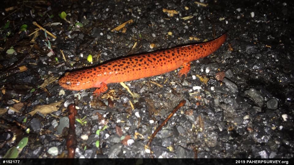 Northern Red Salamander