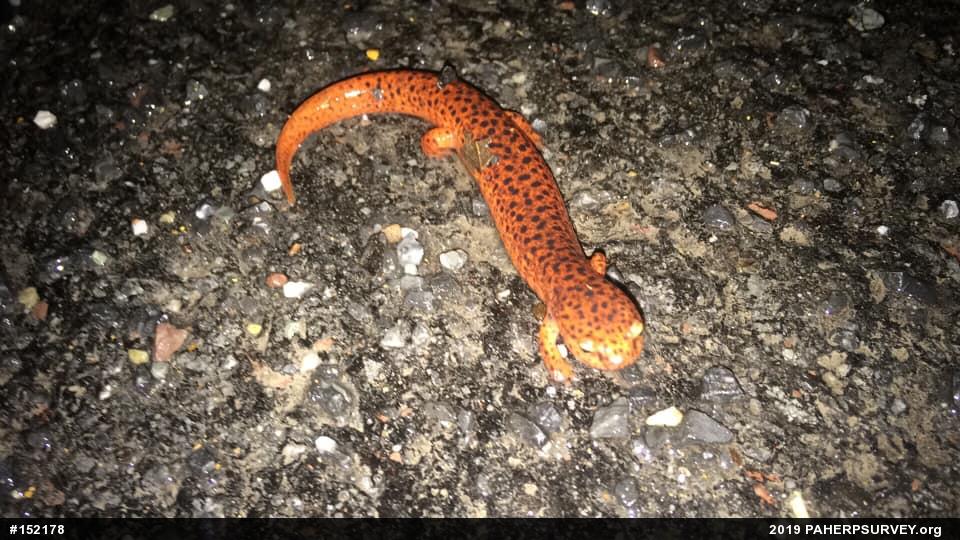Northern Red Salamander