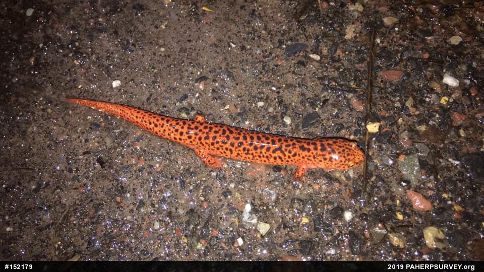 Northern Red Salamander