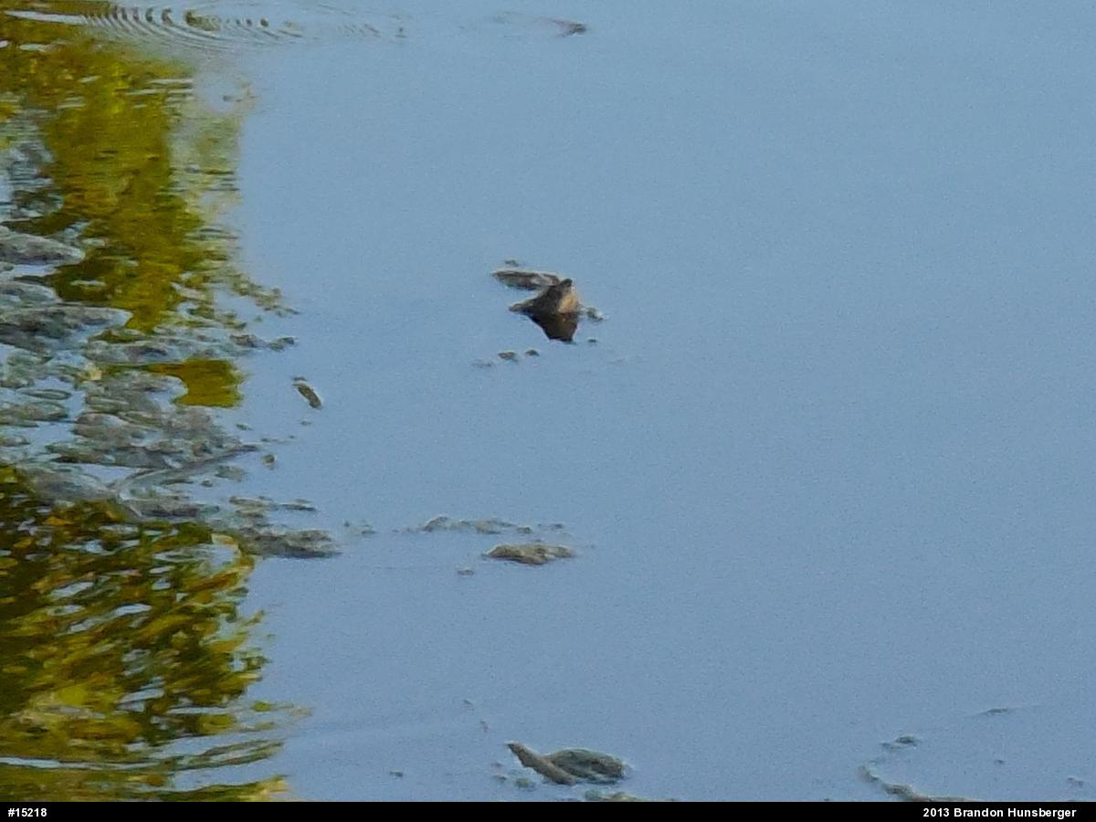 Snapping Turtle