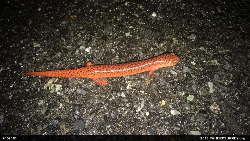 Northern Red Salamander