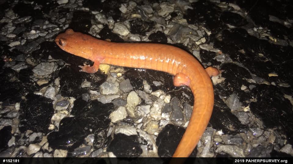 Northern Spring Salamander