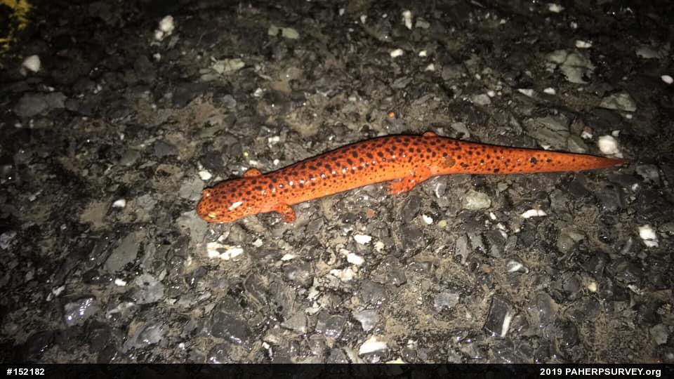 Northern Red Salamander