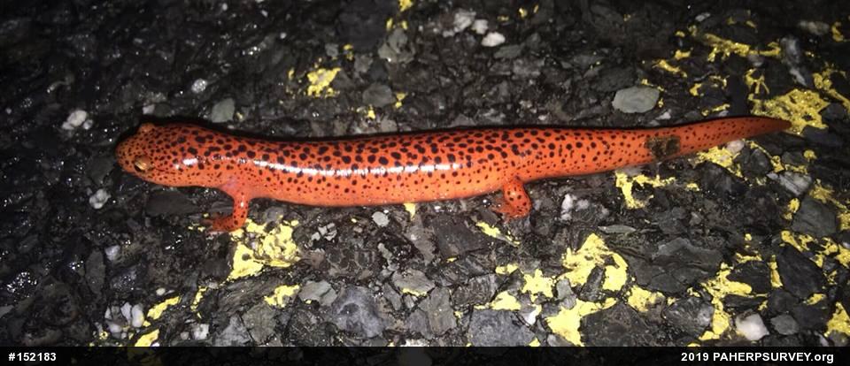 Northern Red Salamander