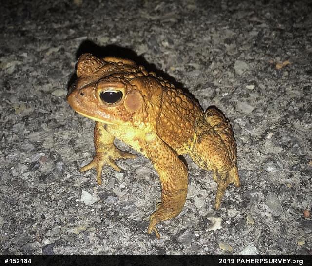 Eastern American Toad