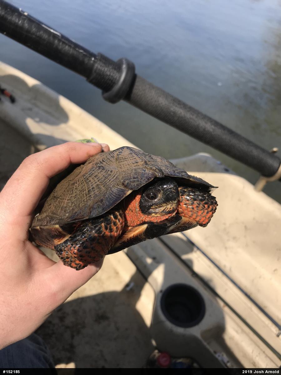 Wood Turtle