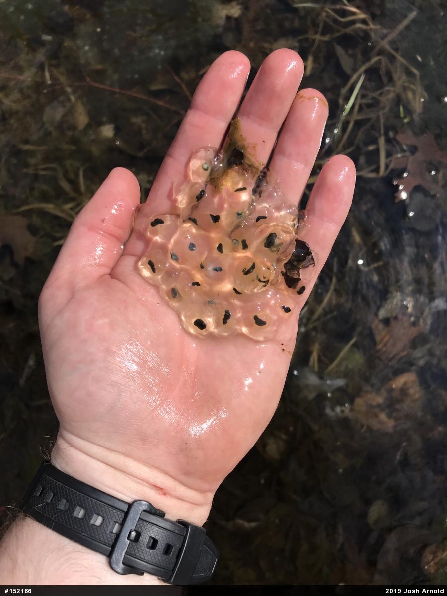 Wood Frog