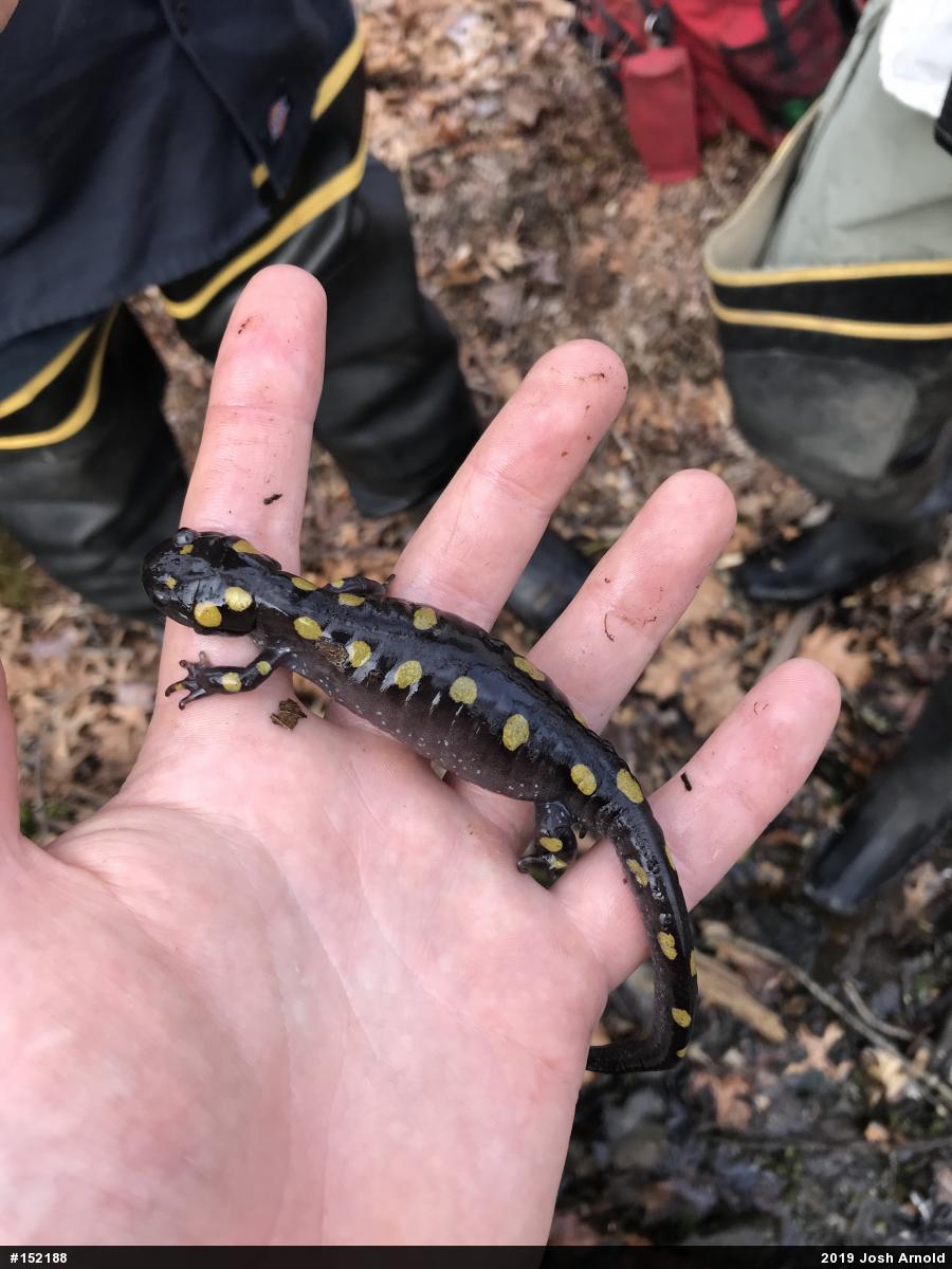 Spotted Salamander