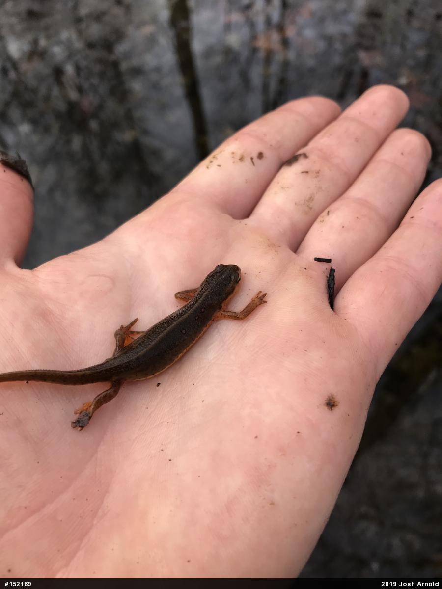 Red-spotted Newt