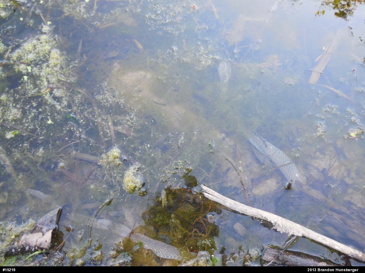 Northern Watersnake