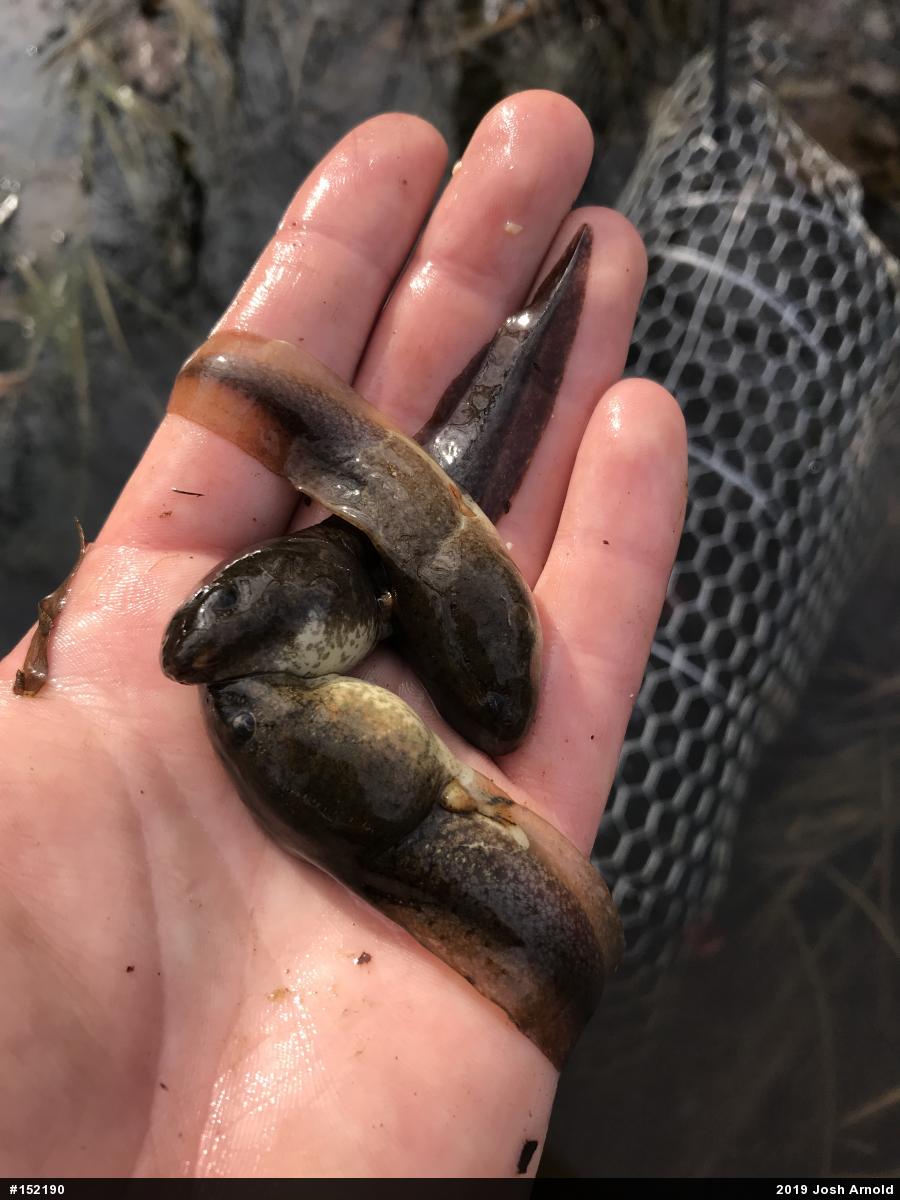 American Bullfrog