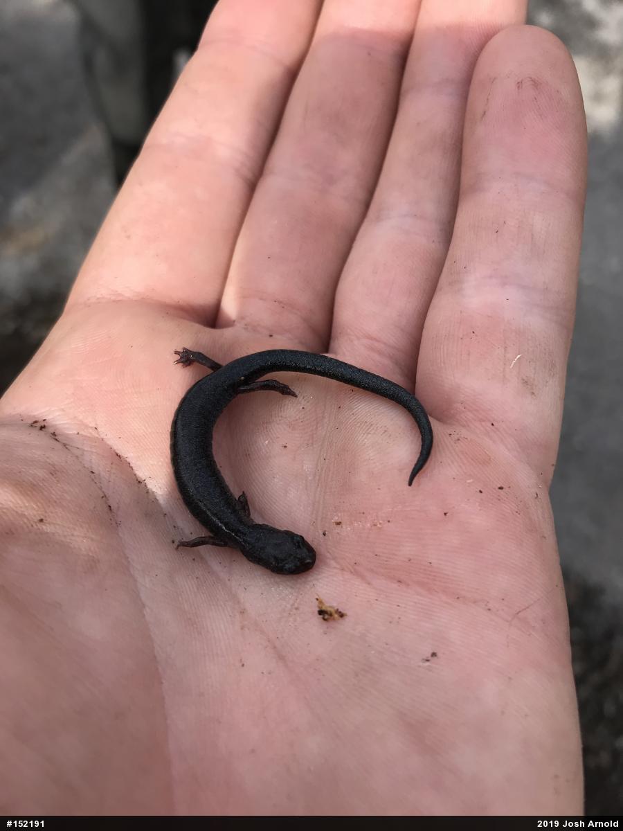 Woodland Salamanders