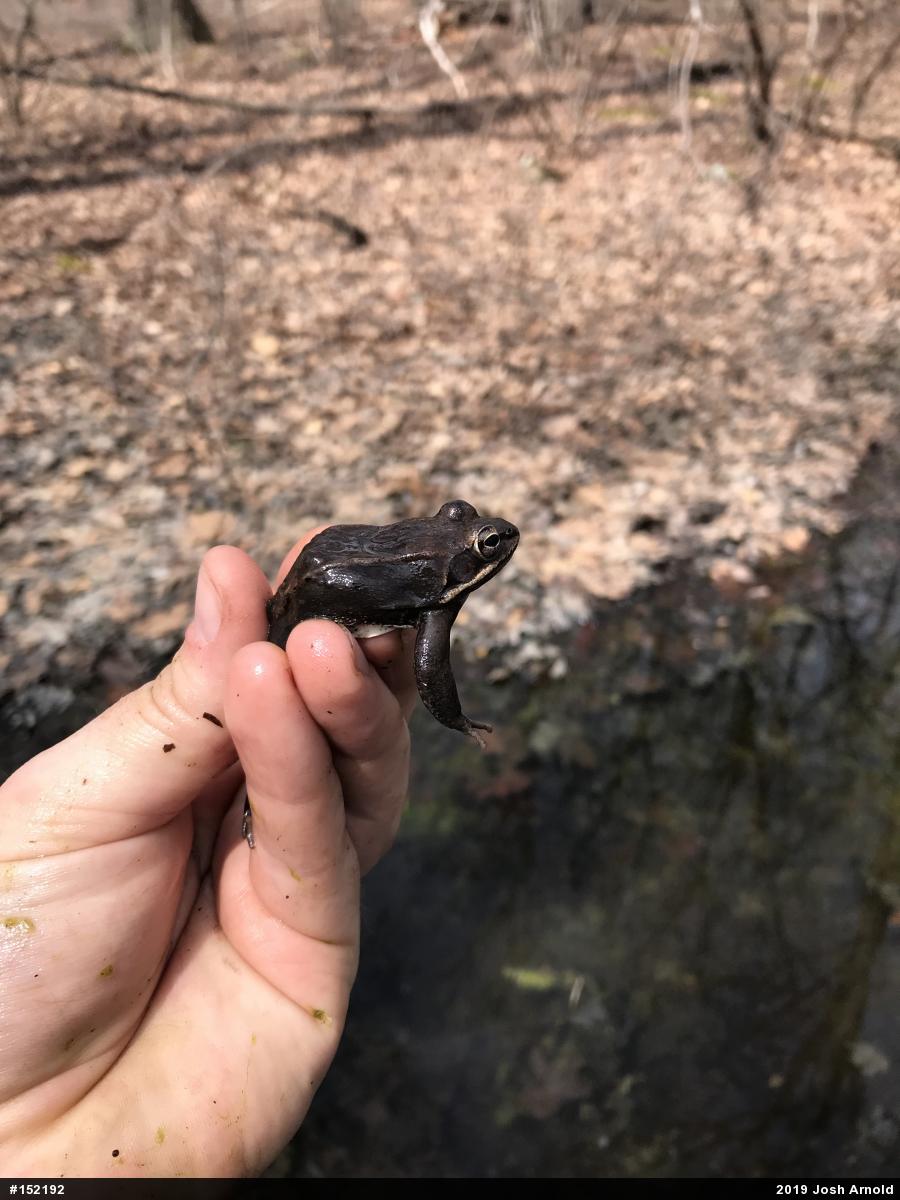 Wood Frog