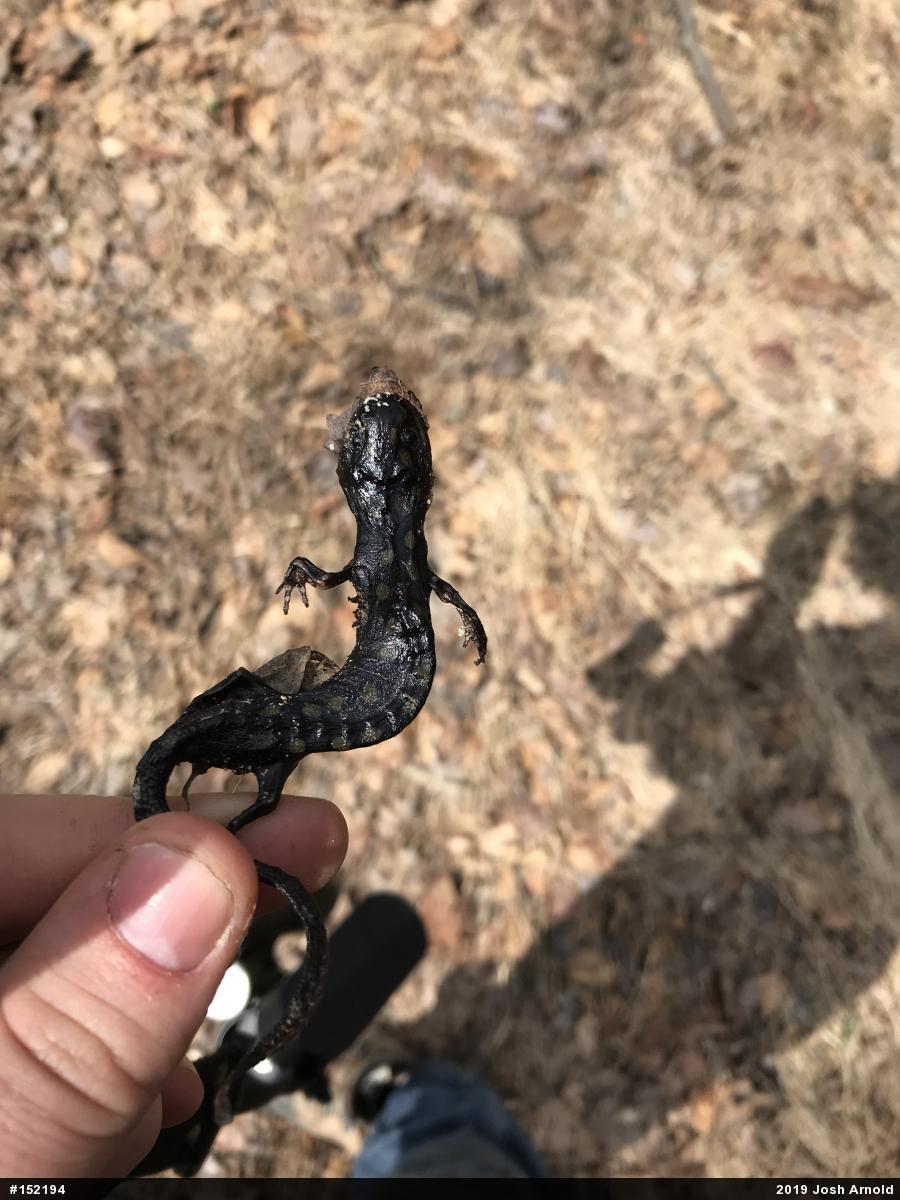 Spotted Salamander