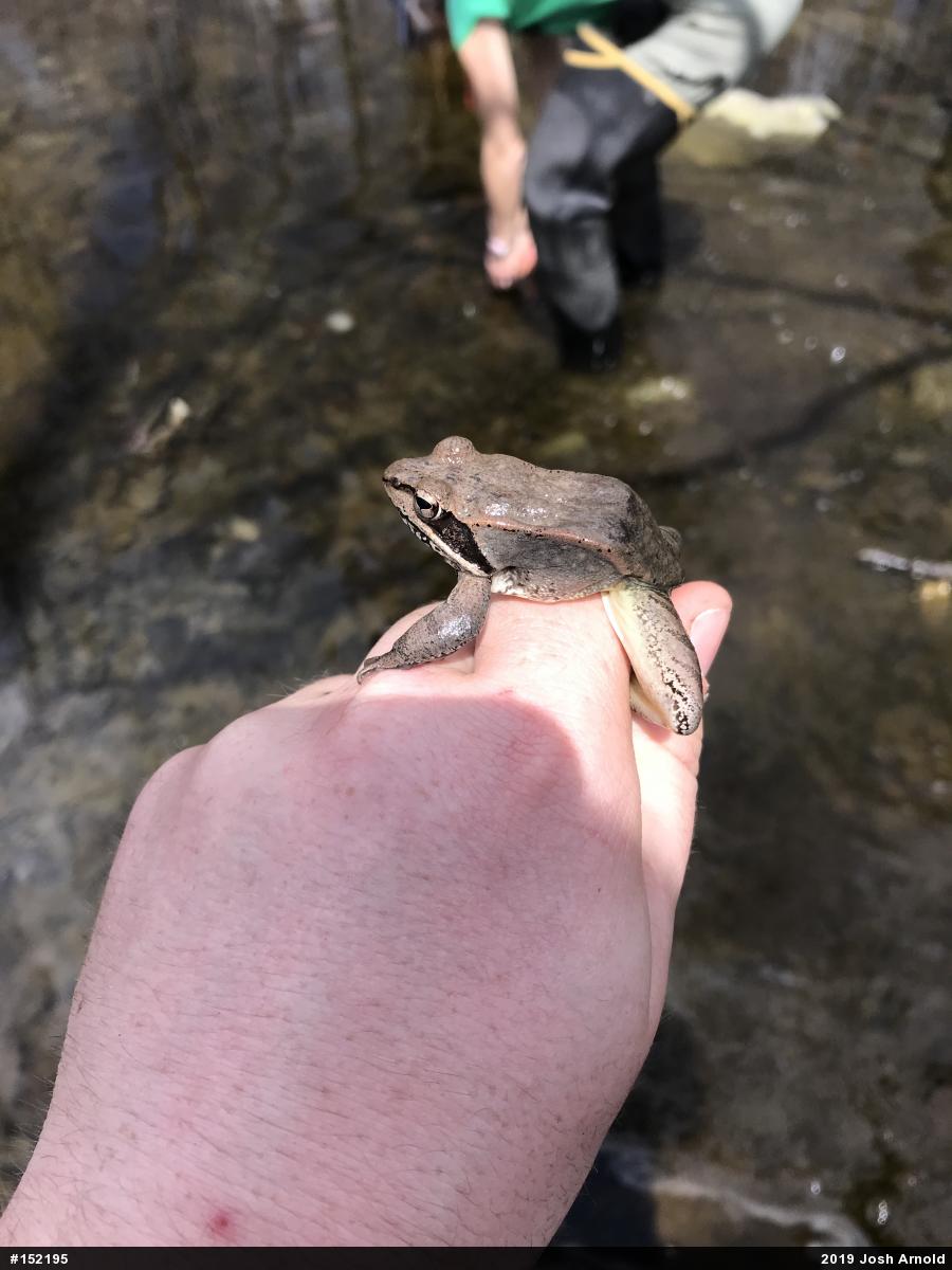 Wood Frog