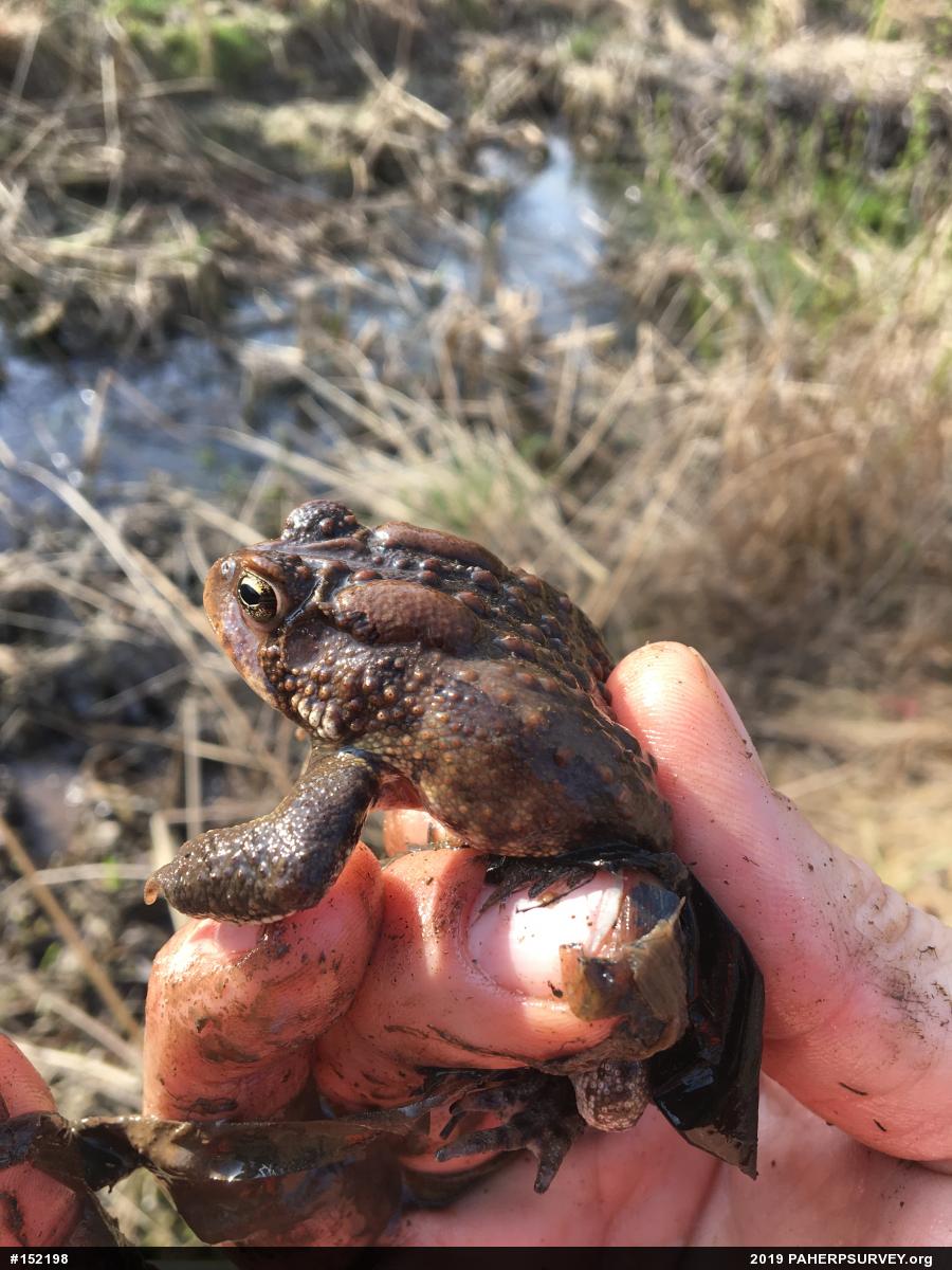 Eastern American Toad