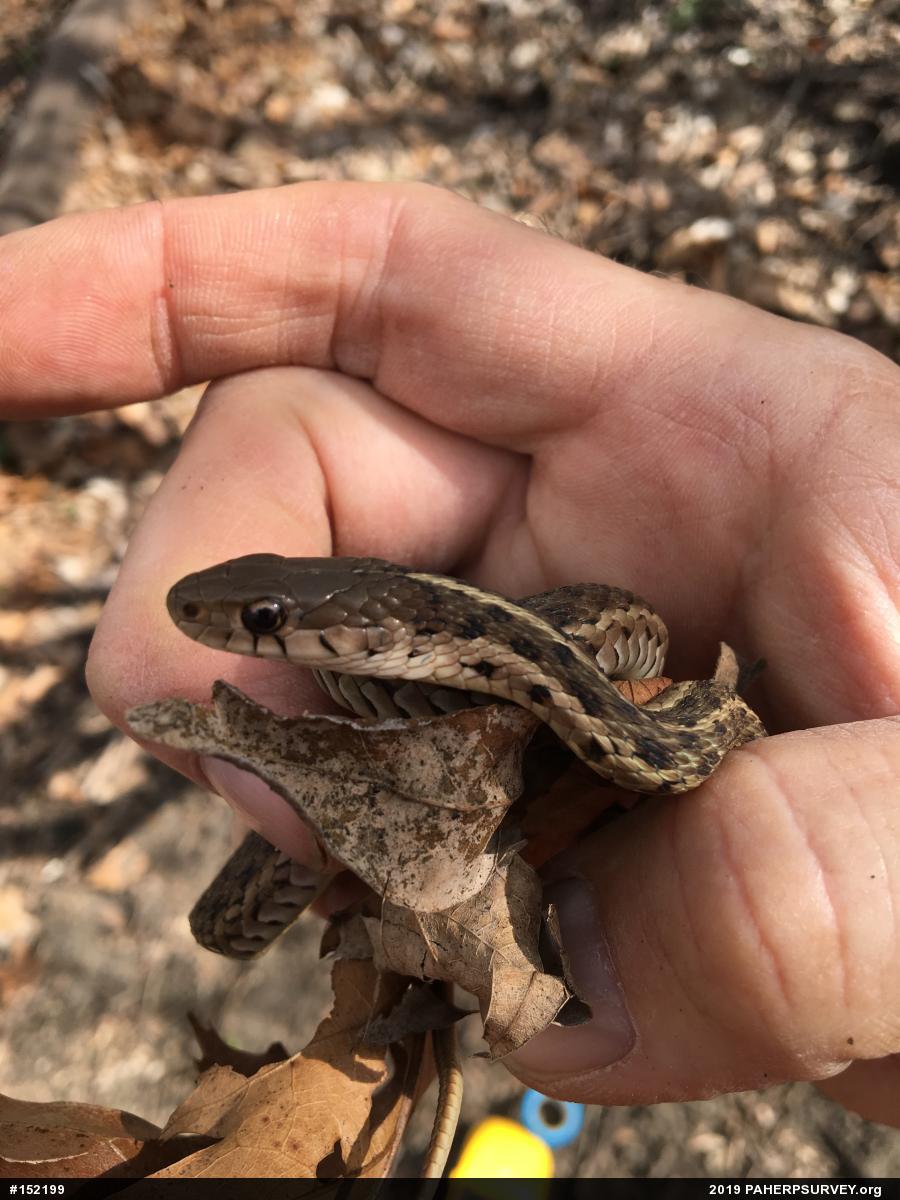 Eastern Gartersnake