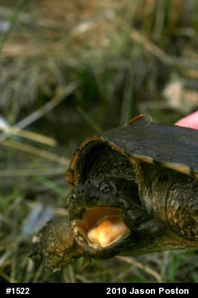 Snapping Turtle