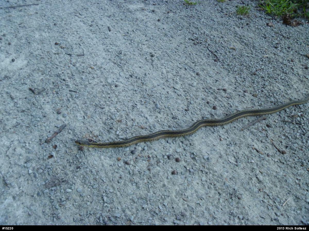 Eastern Gartersnake