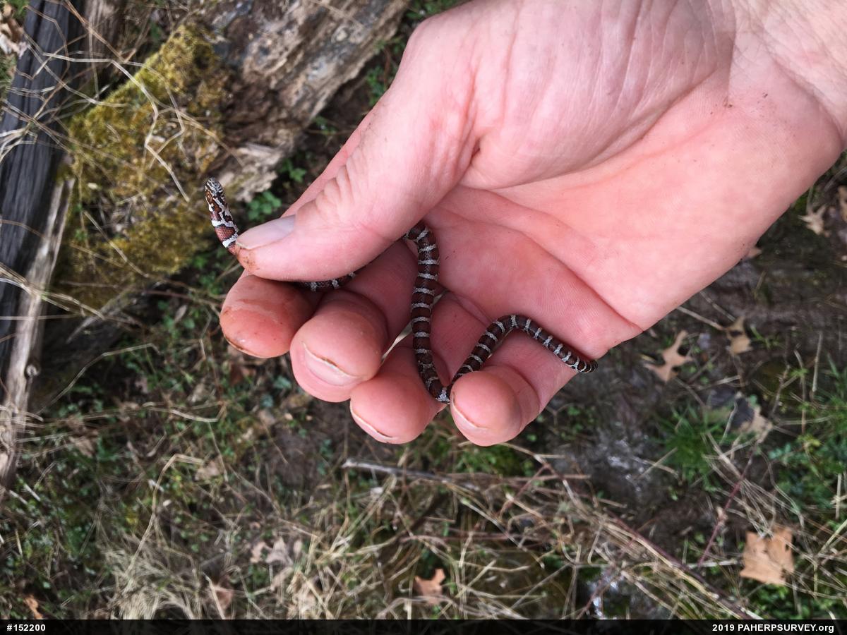 Eastern Milksnake