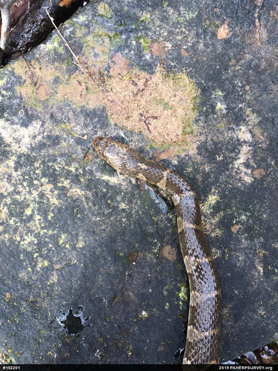 Northern Watersnake