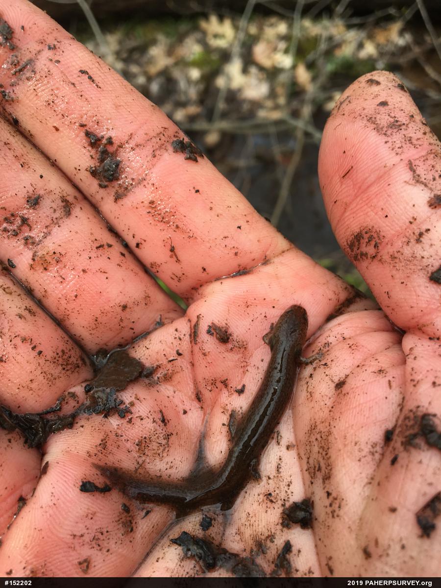 Northern Red Salamander