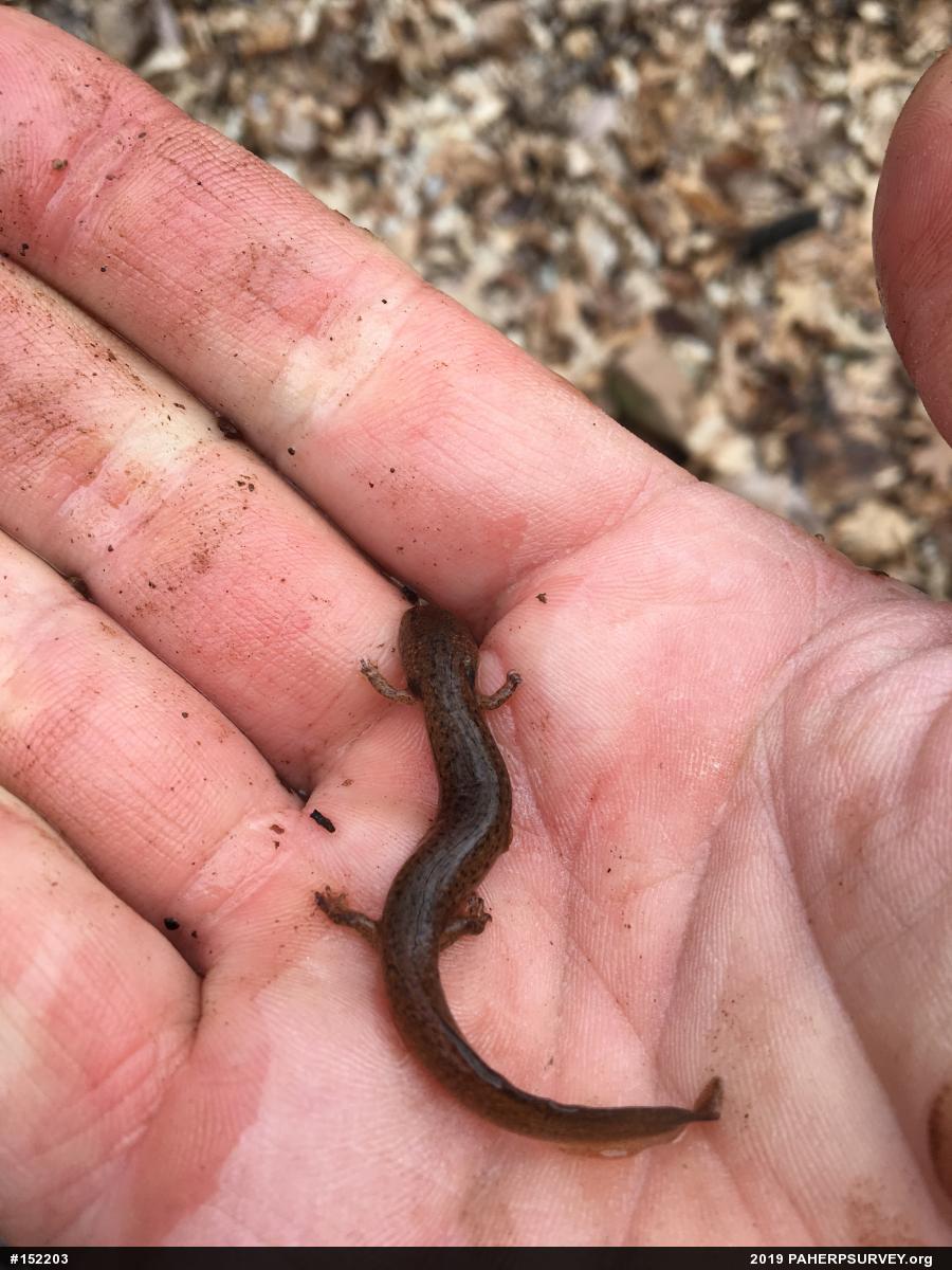 Northern Red Salamander