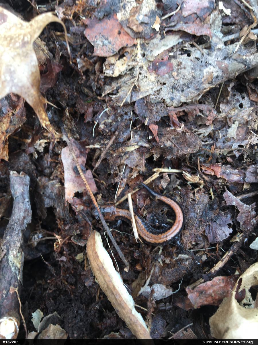 Eastern Red-backed  Salamander