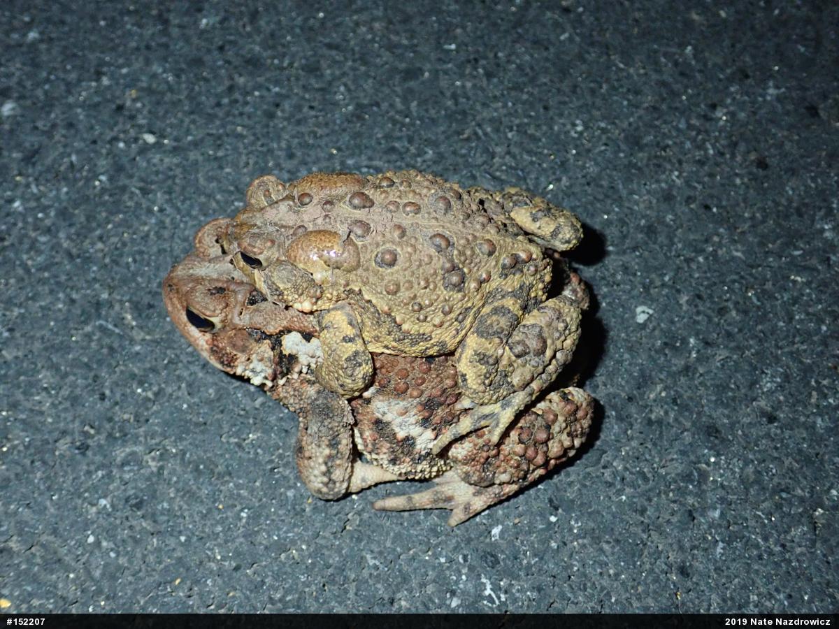 Eastern American Toad
